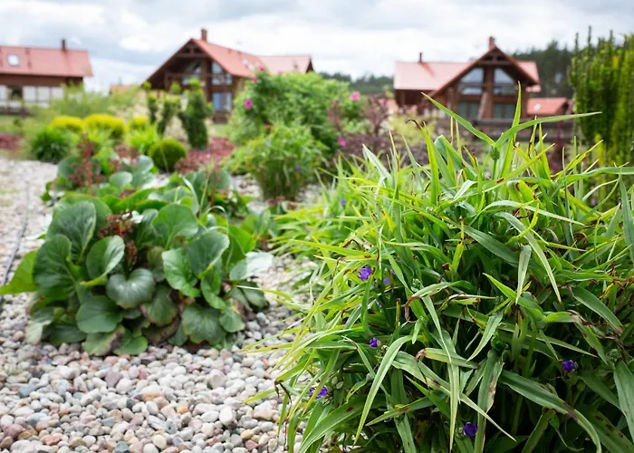 Zloty Caloroczny Klos Borowy Młyn